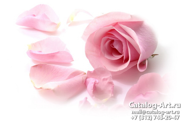 Pink roses 22